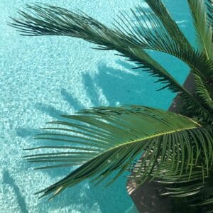 green-palm-tree